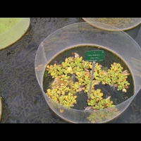 Laitue d'eau, Pistia stratiotes (fam Aracees) (regions tropicales cotieres) (1)